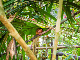 Close up shot of unique and cute looking Tarsier with large eyes. Bohol rainforest Tarsier sanctuary in Philippines of one of the smallest primates