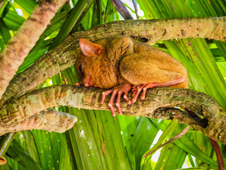 Close up shot of unique and cute looking Tarsier with large eyes. Bohol rainforest Tarsier sanctuary in Philippines of one of the smallest primates