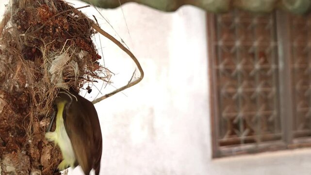 A female Indian sunbird (spiderhunter) busy weaving and building a pendulum-shaped hanging nest, set against a beautiful view of nature.