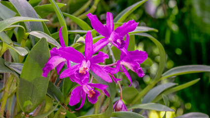 pink orchid flower with thin slender petals in singapore botanic gardens