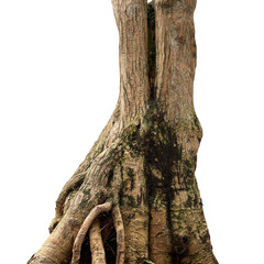 natural root tree isolated element