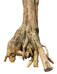roots of a tree isolated