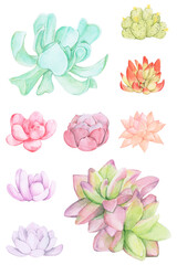 Colorful succulent png sticker set in watercolor