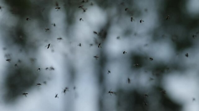 A group of Kelulut bees fly in the air looking for a nest