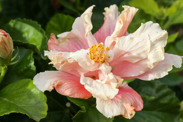pink hibiscus flower in garden