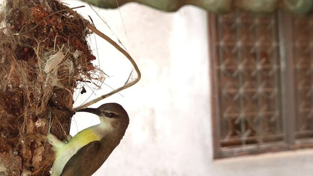 A female Indian sunbird (spiderhunter) busy weaving and building a pendulum-shaped hanging nest, set against a beautiful view of nature.