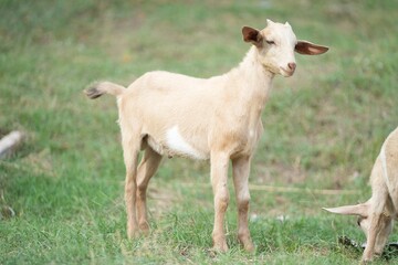 A curious and fluffy young goat kid standing in a vibrant verdant pasture surrounded by a peaceful natural countryside setting