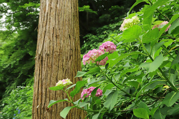 鎌倉の杉とアジサイ