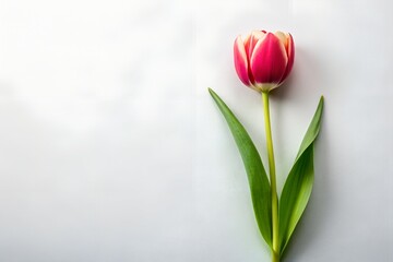 Single red and white tulip on white background capturing spring elegance and purity