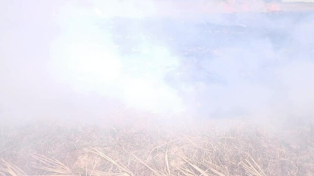 Stubble Burning in India( Parali burning), also known as stubble or straw burning, is the practice of setting fire to crop residue left after harvesting, primarily in agricultural regions of India.