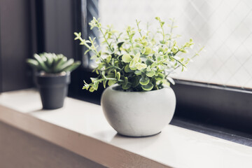 窓辺に置かれた観葉植物
