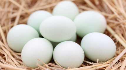 Pastel green eggs arranged in natural straw nest, creating soft and calm farm fresh atmosphere