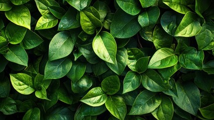 A lush green hedge with a mix of large and small leaves, creating a dense and vibrant green backdrop.