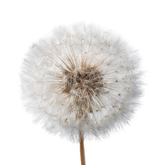 Close-up of a dried dandelion seed head