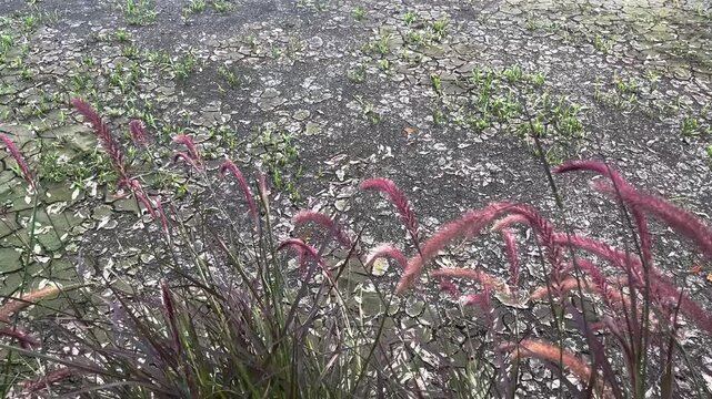 setaria verticillata grass flower over dry mud