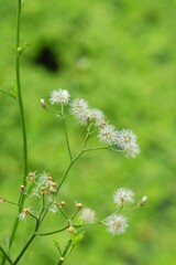 Dandelion clocks, dandelion plant, taraxacum officinale, wild flowers on blurry background. This...