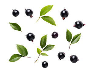 Elegant arrangement of black currants with green leaves on a black background