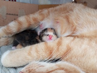 Cats are born funny, kittens are sleeping with their mother