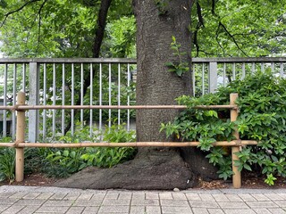 神田川5月：竹の垣根 2025/5/19