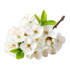 Close-up of a cluster of delicate white flowers with green leaves on a branch