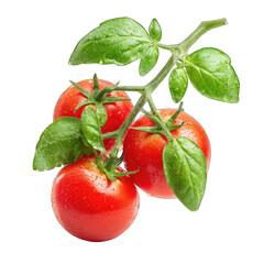 Fresh, ripe tomatoes on a branch with green leaves