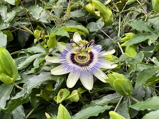 5月のトケイソウの花 2025/5/19