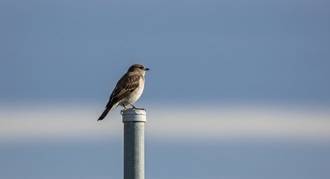a bird perched on top of a pole