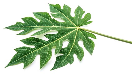 A single fresh green papaya leaf isolated on white background, Tropical leaf, Papaya fruit