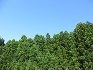 青空と杉林