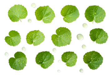 Gotu kola leaves with water droplets on a black background creating fresh vibrant effect