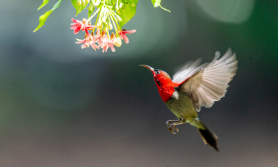 Crimson Sunbird Hovering for Nectar