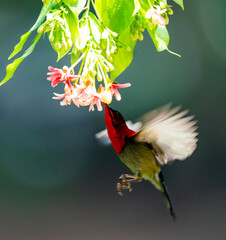Crimson Sunbird Hovering for Nectar
