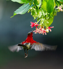 Crimson Sunbird Hovering for Nectar