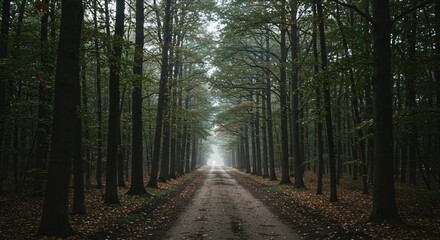 Fototapeta premium a dirt road in the middle of a forest