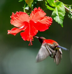 Crimson Sunbird Hovering for Nectar