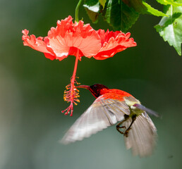 Crimson Sunbird Hovering for Nectar