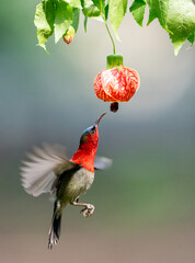 Crimson Sunbird Hovering for Nectar