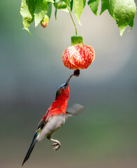 Crimson Sunbird Hovering for Nectar
