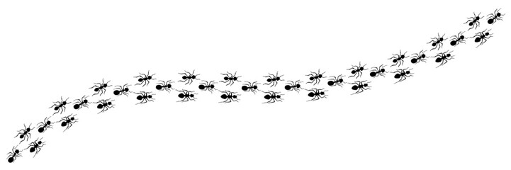 Row of ants trail line isolated on white background. Ants trail line. Running ants