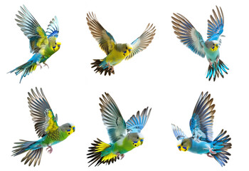 Collection Budgerigar Bird Fly Full