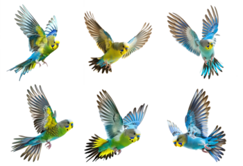 Collection of Budgerigar bird fly full body isolate on transparent background