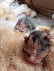 Cats are born funny, kittens are sleeping with their mother.