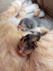 Cats are born funny, kittens are sleeping with their mother