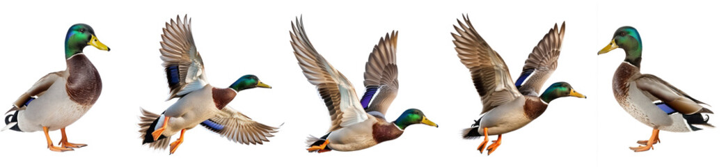 Obraz premium Collection of Mallard bird fly full body isolate on transparent background