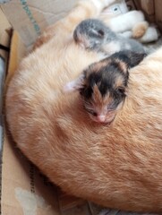Obraz premium Cats are born funny, kittens are sleeping with their mother.