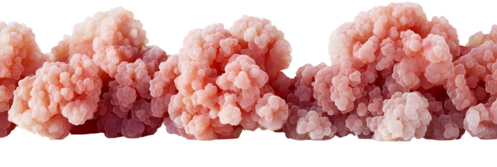 A microscopic view of Coral Reef polyps aggregation on black background isolation