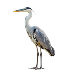 Obraz premium Heron bird front view full body isolate on transparent background