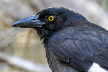 Close up of an Australian Pied Currawong