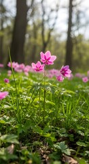 Fototapeta premium Delicate Pink Wildflowers Blooming in a Sun-Dappled Forest