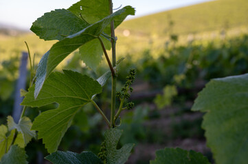 Young bunch of pinot noir grapes growing and forming on branch on grand cru hilly vineyards near...